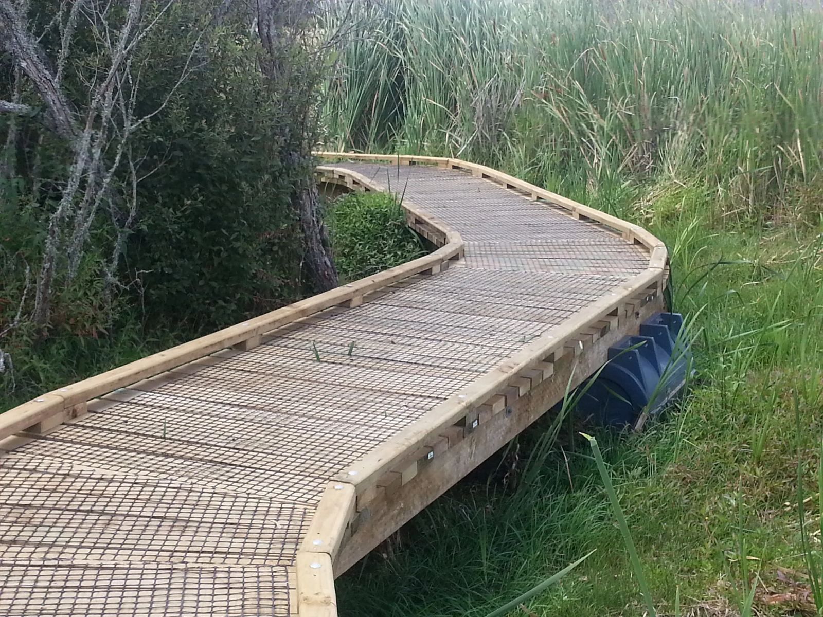 Curving timber boardwalk on Walk Pods through wetland reeds