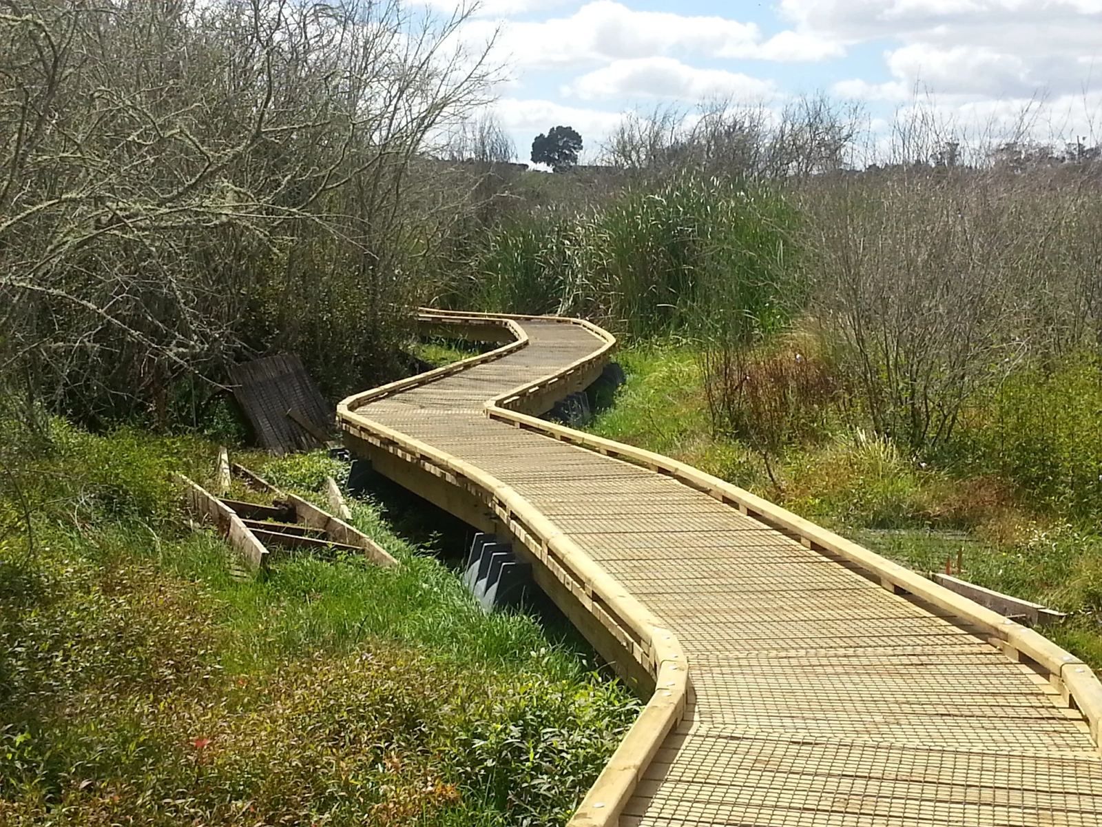 Boardwalk winding through a wetland