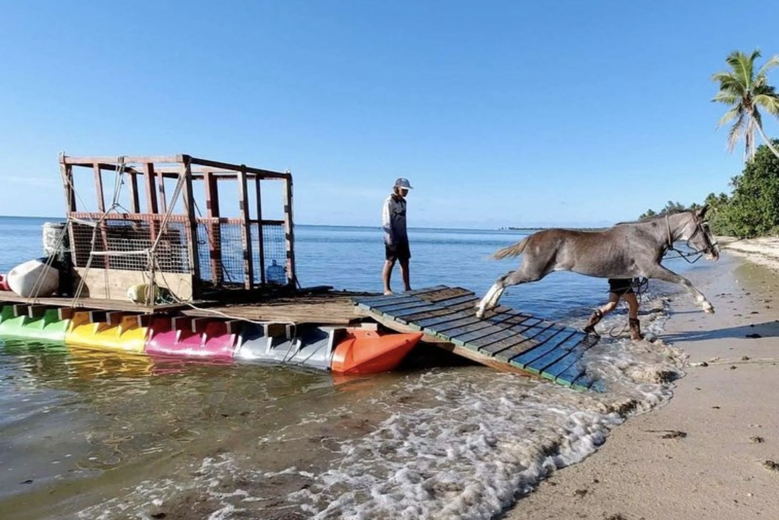 Horse stepping off the Tonga cargo barge onto a beach
